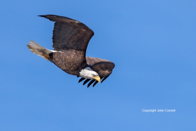 Bald-Eagle;Bird-of-Prey;Eagle;Flying-Bird;Haliaeetus-leucocephalus;Photography;a
